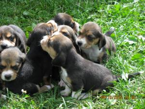 AdorableAKCReqisteredTri-ColorBeaglePuppies